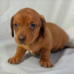 Sienna - Red female Dachshund puppy in Arthur, Illinois from Dachs and Poms