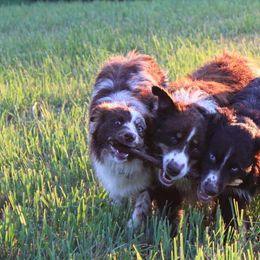 Australian Shepherds from Twisted Wire Australian Shepherds