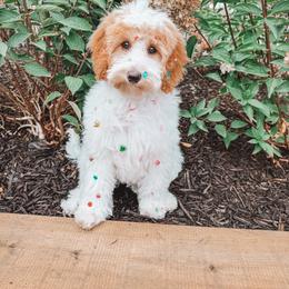 Hancock (Silver Collar) - Parti male Goldendoodle puppy in Beaverton, Oregon from Henry Elliots