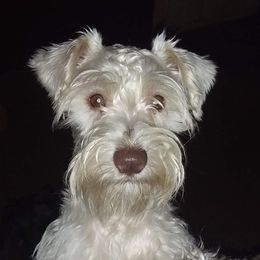 Miniature Schnauzers from A+Schnauzer Lovers of Greenville