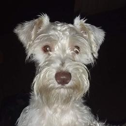 Miniature Schnauzers from A+Schnauzer Lovers of Greenville