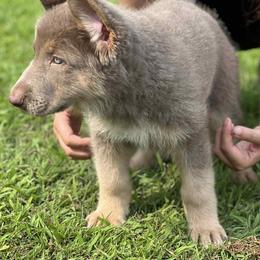 German Shepherd Puppies from Legacy Reborn