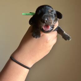 FrankenWeenie (Green) - Black and tan male Dachshund puppy in Hutto, Texas from R.G. Dachshunds