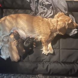 Dachshund Puppies from JRED Leach
