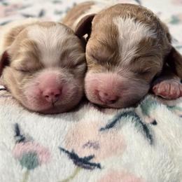 Trinity - Blenheim female Cavapoo puppy in Truckee, California from Heavenly Goldendoodles