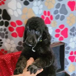 Poodle Puppies from My Buddies Puppies