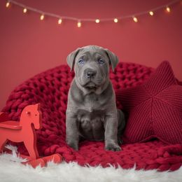 Torrence - Gray brindle male Cane Corso puppy in Hampstead, New Hampshire from Durgin Hollow