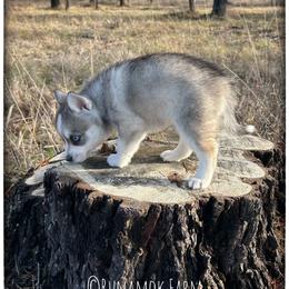 Runamok All That Glitters (aka Goldie) - Wolf sable female Pomsky puppy in St. Maries, Idaho from Runamok Farm