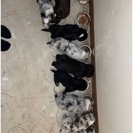 Australian Shepherd puppies from Hardy Farms Aussies
