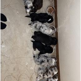 Australian Shepherd puppies from Hardy Farms Aussies