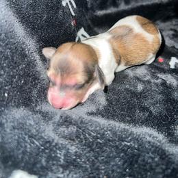 Magnolia - Cream female Dachshund puppy in La Junta, Colorado from Royal King’s Mini Dachshunds