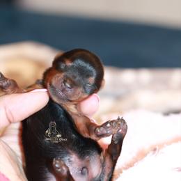 Yorkshire Terrier Puppies from Essence of Grace Yorkies