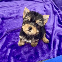 Tiffany - Black and gold female Yorkshire Terrier puppy in Sandy Hook, Kentucky from The Royal Yorkie Den LLC