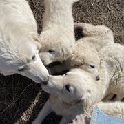 Maremma Sheepdog Puppies from JT Little Critter Farm