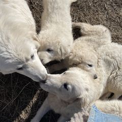 Maremma Sheepdog Puppies from JT Little Critter Farm