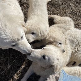Maremma Sheepdog Puppies from JT Little Critter Farm