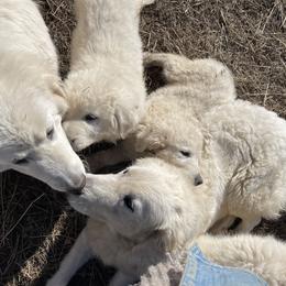 Maremma Sheepdog Puppies from JT Little Critter Farm