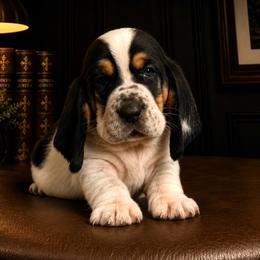 Harvey - Black collar - Black white and brown male Basset Hound puppy in Edmonton, Kentucky from RiverBottom Bassets