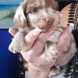 Choc dapple boy 1 - Dapple male Dachshund puppy in Port Charlotte, Florida from Vicki's Dachshund Crossing