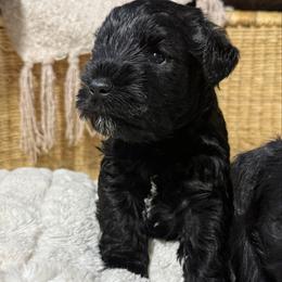 Brock's Miniature Schnauzer - Black male Miniature Schnauzer puppy in Greensburg, Louisiana from Brock’s  Miniature Schnauzers