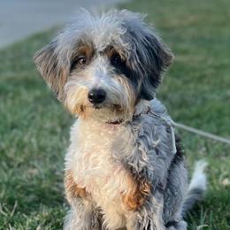Gidget - Aussiedoodle