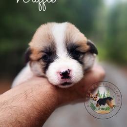 Waffle - Red male Pembroke Welsh Corgi puppy in Cameron, North Carolina from Butts Family Corgis