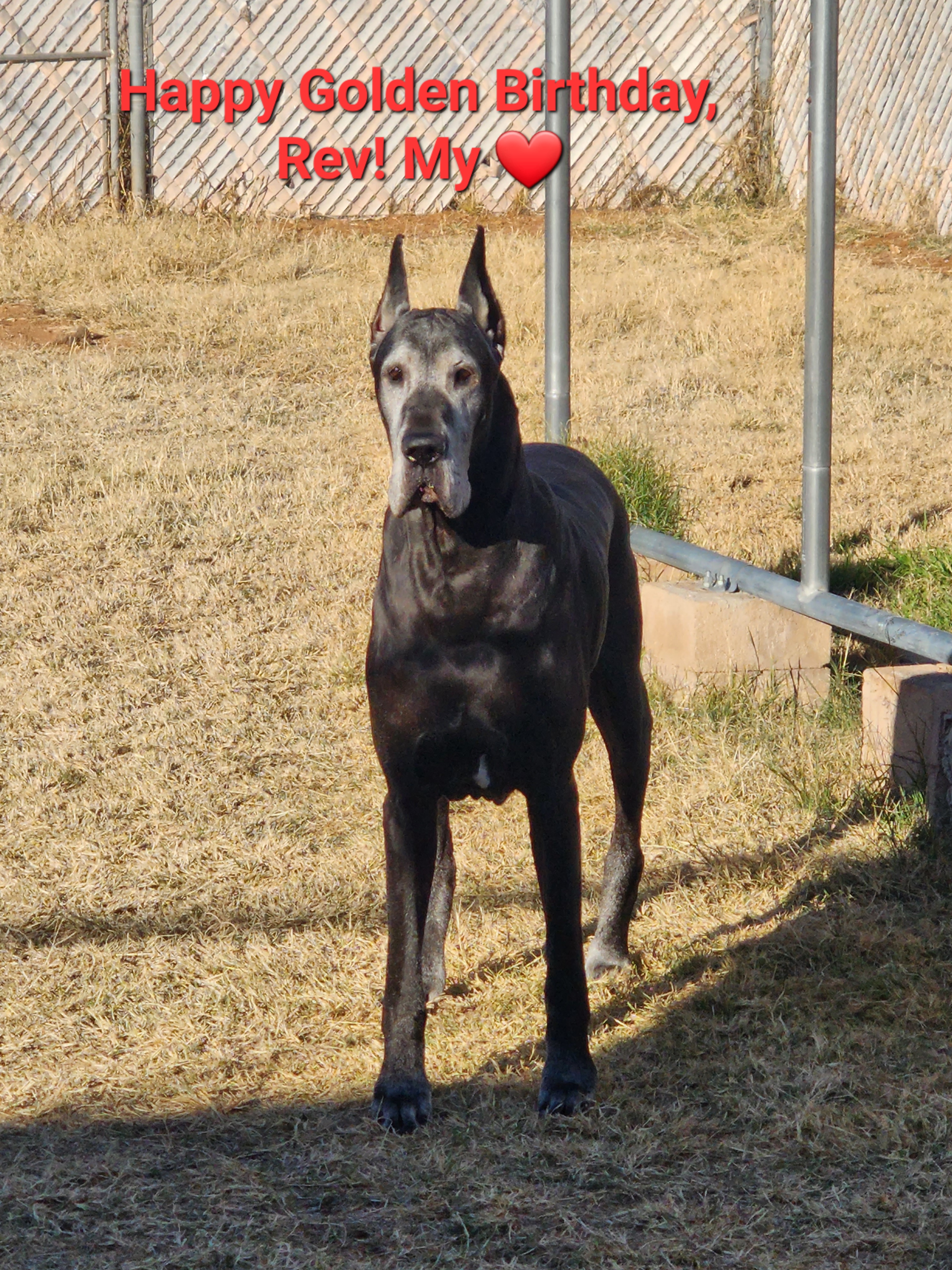 Rev - Great Dane