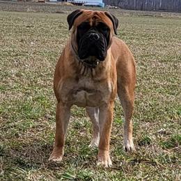 HAZEL - Bullmastiff