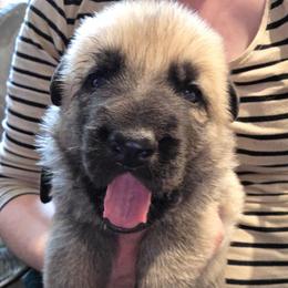 Black collar boy - Sable male German Shepherd puppy in Dallas, Pennsylvania from Mountainside German Shepherds