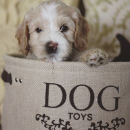 Australian Labradoodle Puppies from Ohio Valley Labradoodles