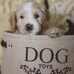 Australian Labradoodle Puppies from Ohio Valley Labradoodles