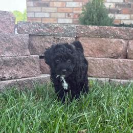 Tootsie - Black female Poodle puppy in Salem, Missouri from Meadowbrook Poodles