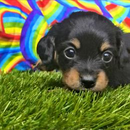 Ebony - Black and tan female Dachshund puppy in Birmingham, Alabama from Mini Doxies Love