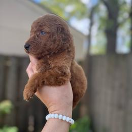 Sarabi - Red  female Goldendoodle puppy in Jacksonville, Florida from Dandelion Doodles