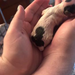 PJ - White and black male Papillon puppy in Middleburg Heights, Ohio from Great Expectations Butterflies