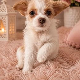 Girl 2 - Chocolate, tan and white female Yorkshire Terrier puppy in Knoxville, Tennessee from Little Yorkie Company