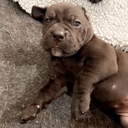 Cane Corso Puppies from Rock Creek Cane Corso