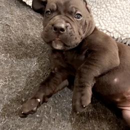 Cane Corso Puppies from Rock Creek Cane Corso