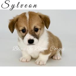Sylveon - Red female Pembroke Welsh Corgi puppy in Powhatan, Virginia from Blues In Bloom Corgis