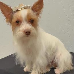 Paloma - Tan and white female Yorkshire Terrier puppy in Los Angeles, California from 818 Yorkies