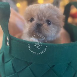 Boba - Cream and white female Shih Tzu puppy in Tehachapi, California from Shih Tzu Crue
