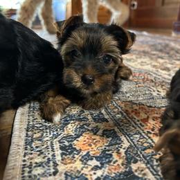 Libbies pink - Black and tan female Yorkshire Terrier puppy in Hardeeville, South Carolina from Pups of the Lowcountry