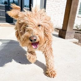 Goldendoodles from Daisys Doodles