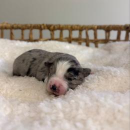 Blue Merle Female - Blue merle female Miniature Australian Shepherd puppy in Stuart, Virginia from Apple Tree Mini Aussies