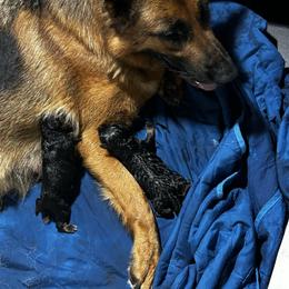Girl 3 - Black and red female German Shepherd puppy in Puyallup, Washington from Majestic Royal German Shepherd’s