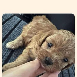 Cavapoo All Grown Up from Carolina Canines