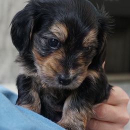 Companion Cross Puppies from Luna's Dorkie Pups