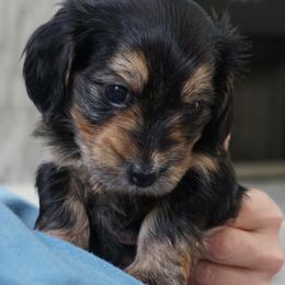 Companion Cross Puppies from Luna's Dorkie Pups