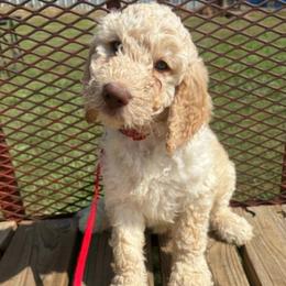 Cuervo - Apricot male Goldendoodle puppy in Water Valley, Mississippi from Olympian Doodles