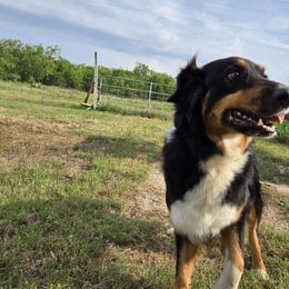 Millie - Australian Shepherd